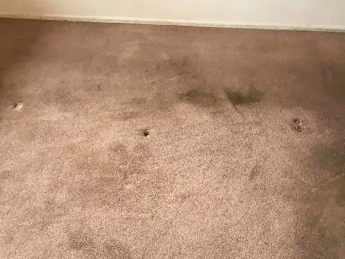 Carpet Cleaning Before