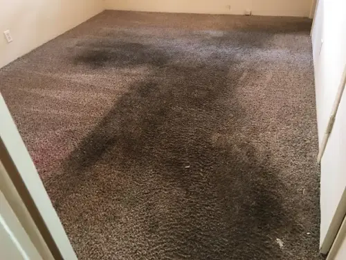 Pet Odor Removal Before